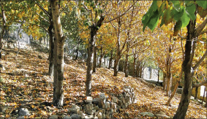 روستای افجه