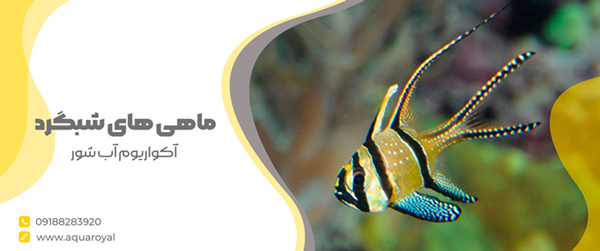 معروف ترین ماهی های شبگرد آکواریوم آب شور کدامند؟
