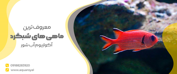 معروف ترین ماهی های شبگرد آکواریوم آب شور کدامند؟