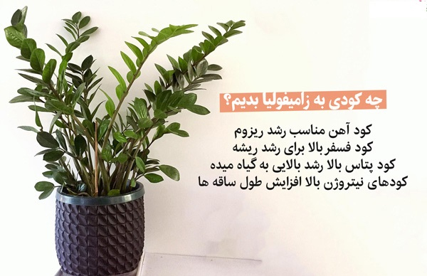 کود مناسب برای زاموفیلیا