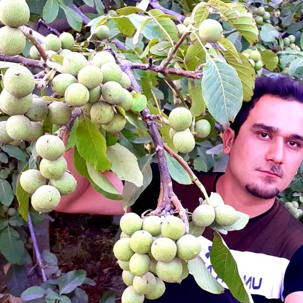 خرید گارانتی‌ دار نهال گردو و نهال میوه