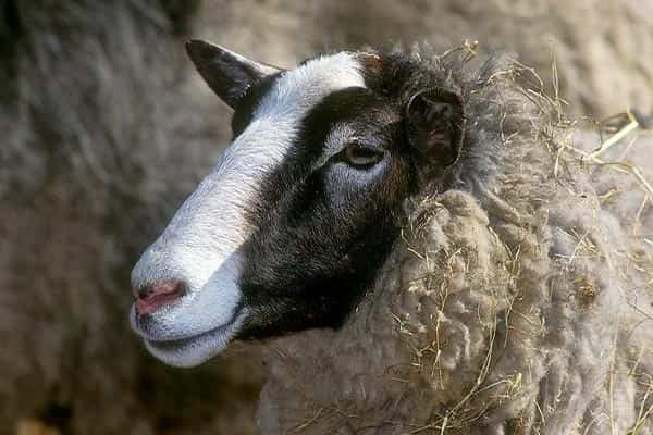 خرید اینترنتی گوسفند زنده