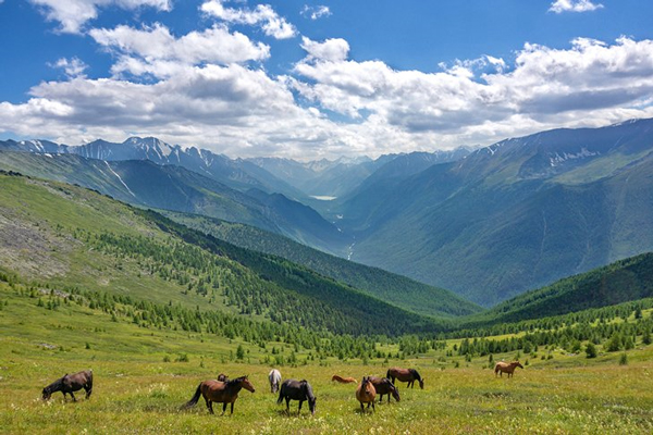 اسب ها در کوه های آلتای