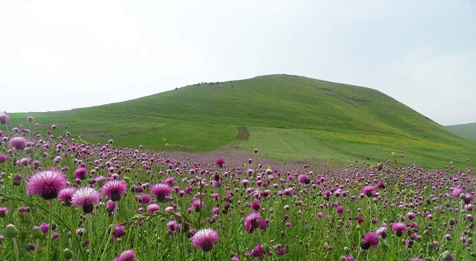 دشت مغان