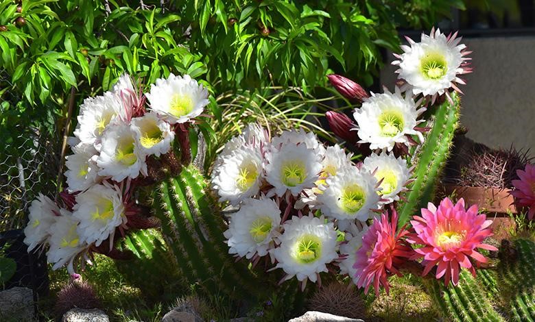 راهنمای نگهداری گیاهان مقاوم به آفتاب شدید