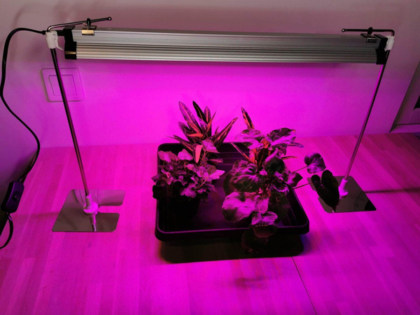 مزایای استفاده از لامپ رشد گیاه