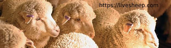از کجا گوسفند زنده بخریم؟