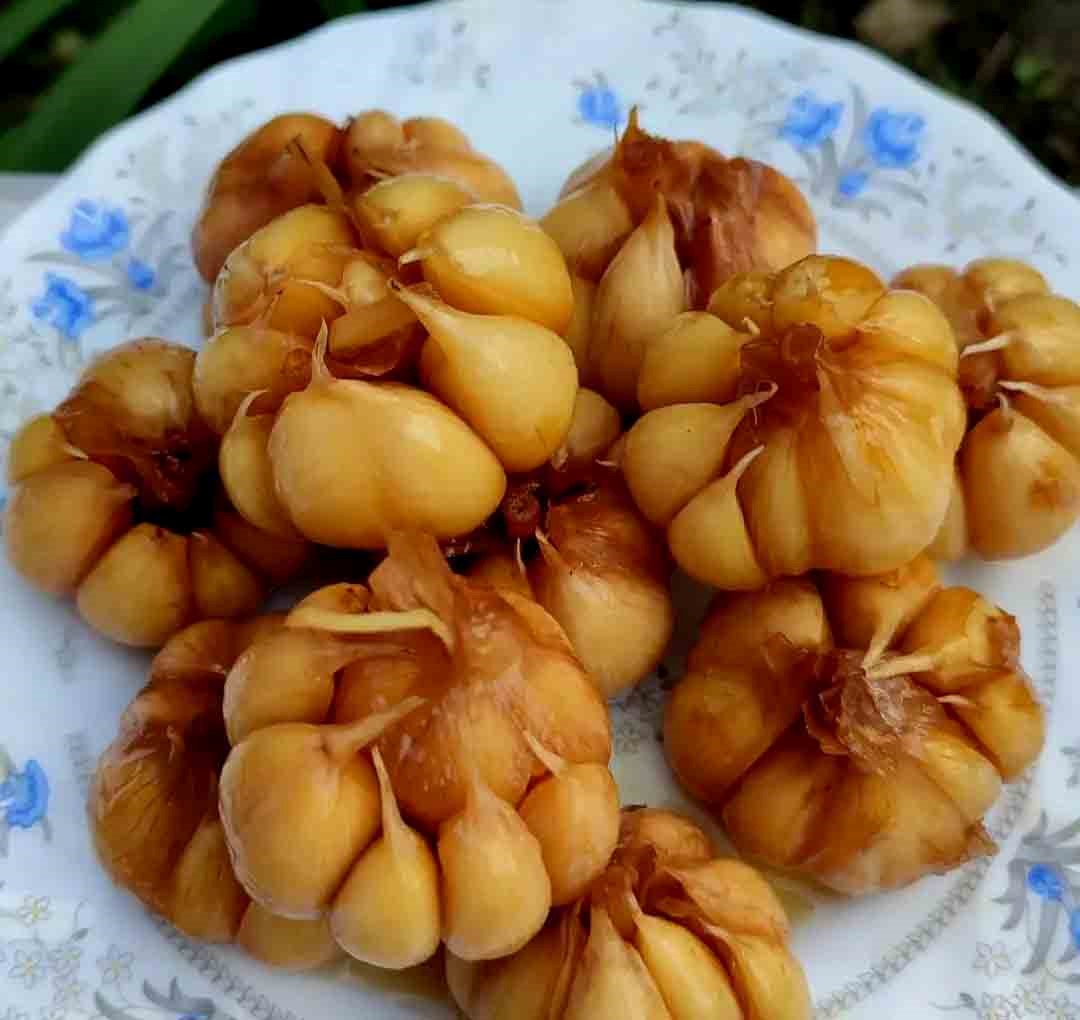 خواص سیر ترشی