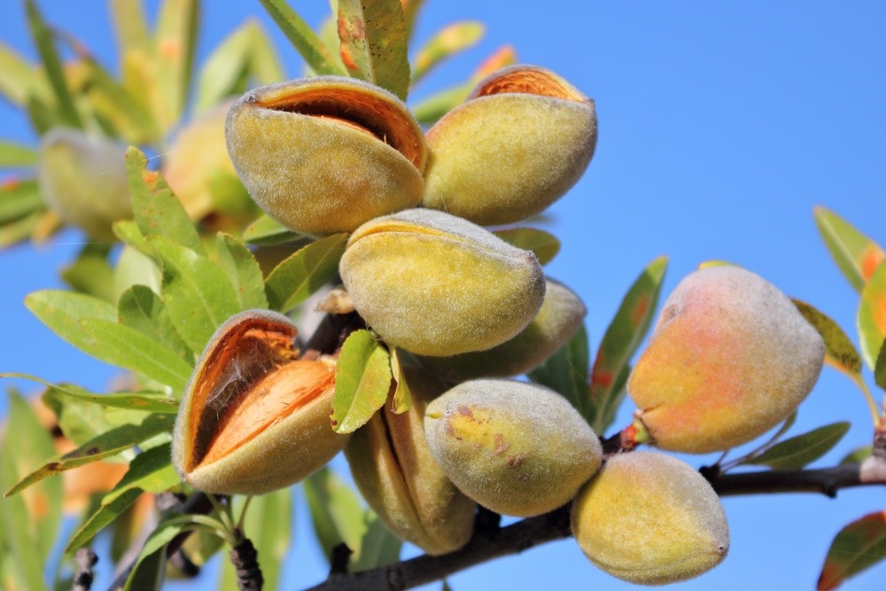 خرید نهال بادام