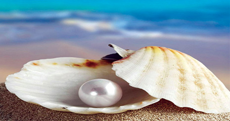 collect shells3