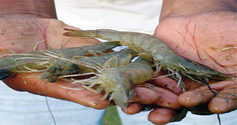 farms shrimp2