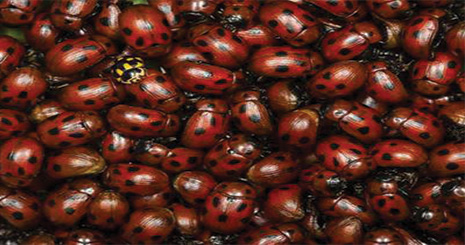 ladybird33