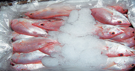 fishery1