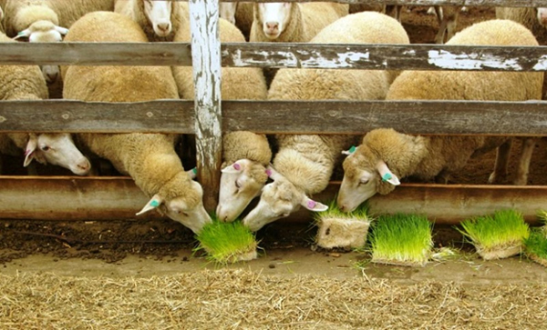 گلخانه هیدروپونیک