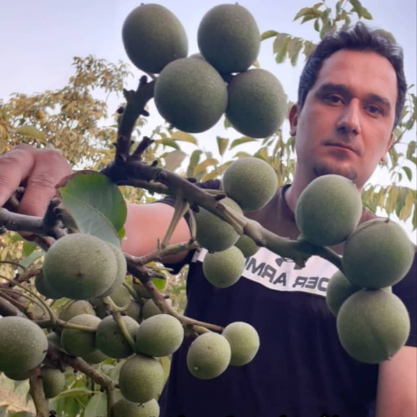 با داشتن نهال گردو، طلای خالص برداشت کنید! + عکس