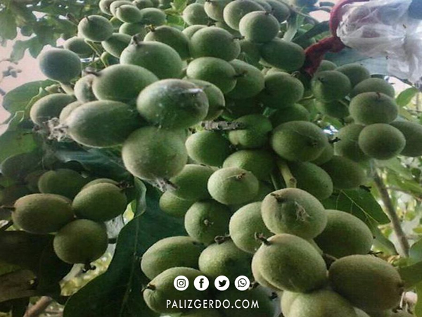 با احداث باغ گردو، میلیونر شوید!