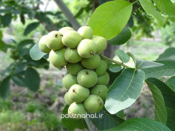 بررسی میزان باردهی 7 درخت گردو خوشه ای صادراتی