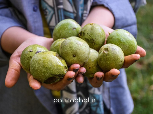 بررسی میزان باردهی 7 درخت گردو خوشه ای صادراتی