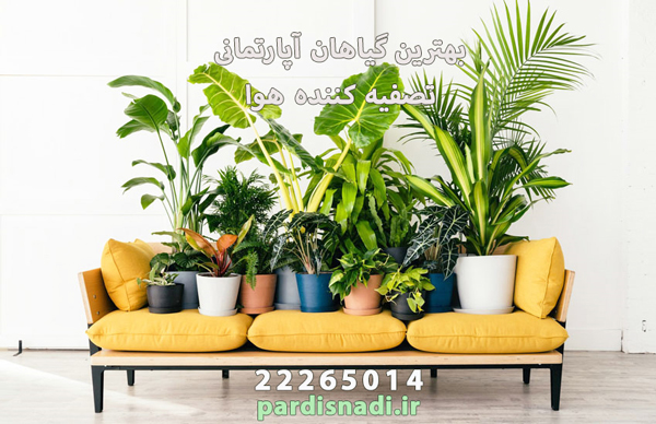 بهترین گیاهان آپارتمانی تصفیه کننده هوا