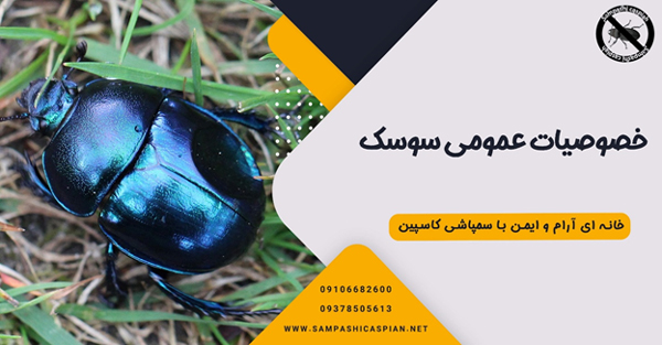 خصوصیات عمومی سوسک