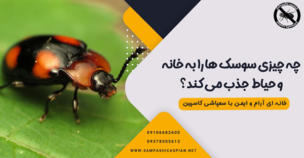 چه چیزی سوسک ها را به خانه و حیاط من جذب می کند؟