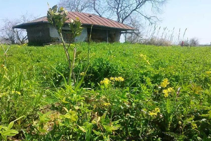 بازدید از طبیعت بی نظیر روستای گالشکلا در بابلسر